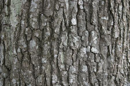 Bark texture