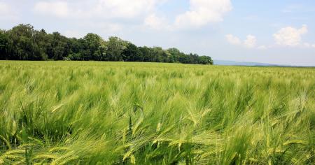 Barley Field