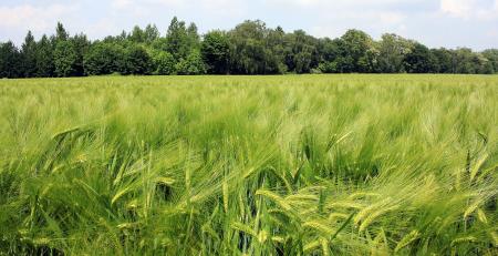 Barley Field