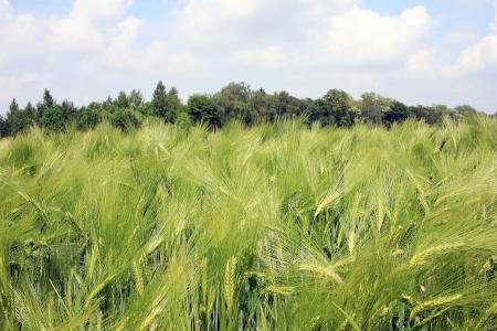 Barley Field