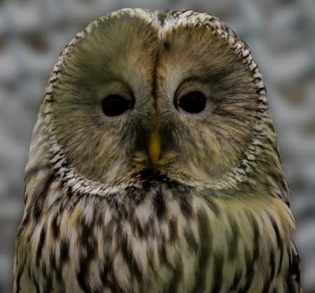 Barn Owl