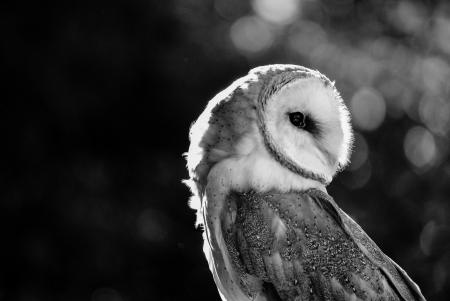 Barn Owl