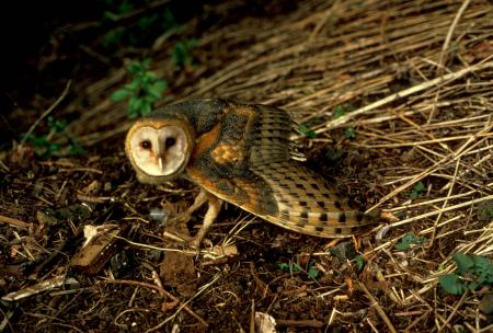 Barn Owl