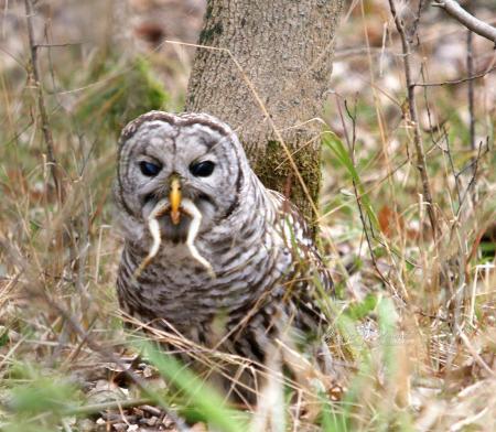 Barred Owl