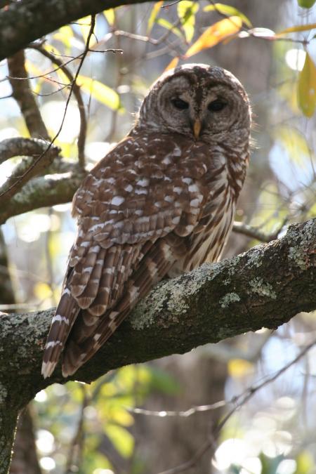 Barred Owl