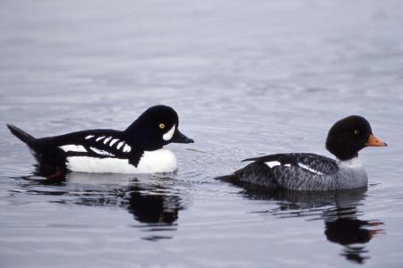 Barrows Goldeneye