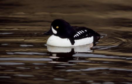 Barrows Goldeneye