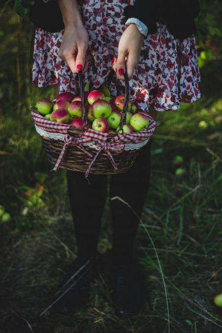 Basket full of apples