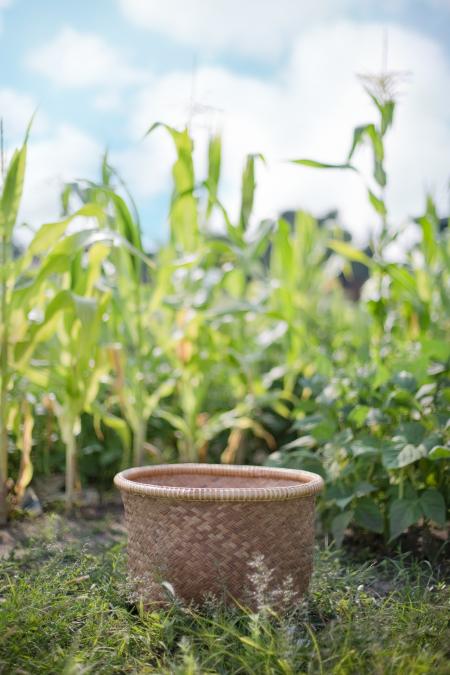 Basket in the Field