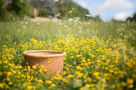 Basket in the Field