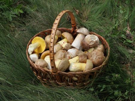 Basket of Mushrooms