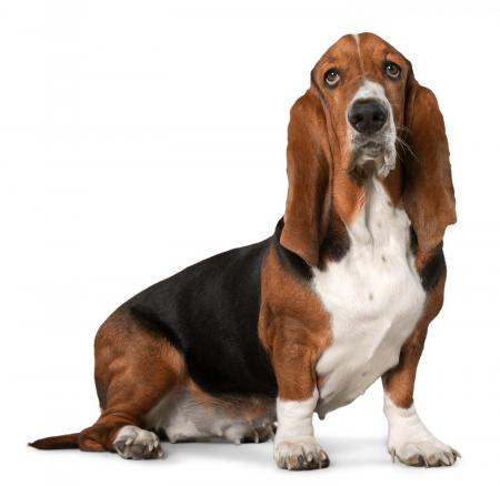 Basset Hounds