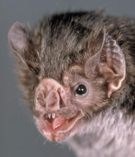 Bat Closeup