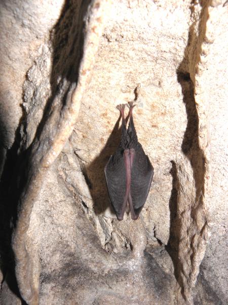 Bat sleep on the wall