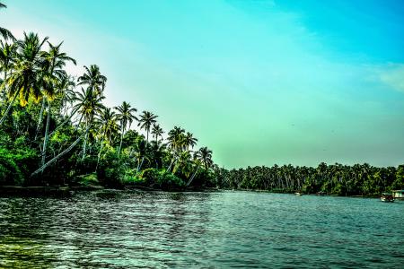 Beach Covered With Coconut Tree Lot