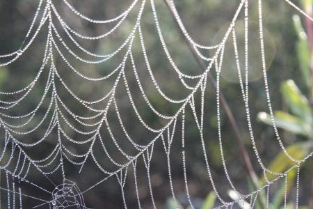 Beaded Web