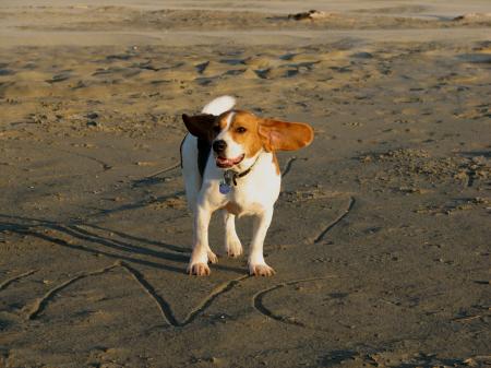 Beagle on the beach