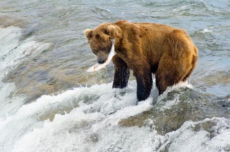 Bear Fishing