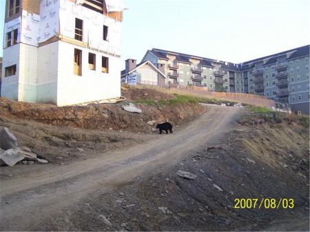 Bear In Construction Zone