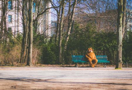 Bear on the Bench