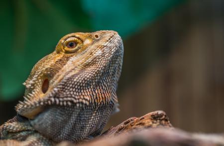 Bearded Dragon Selective Focus Photography