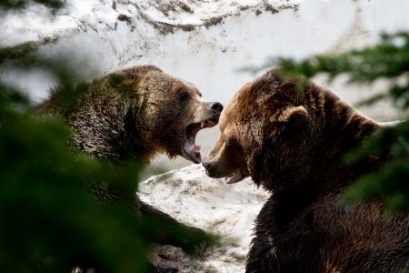 Bears in Grouse mountain