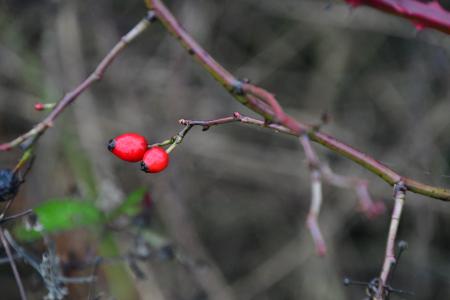 Beaulieu - Breuil Mingot (voir l'itinéraire sur : http://ansozour.free.fr/Beaulieu.html)