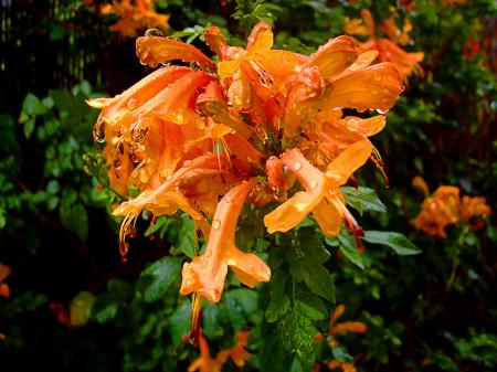 Beautiful blooming orange flower