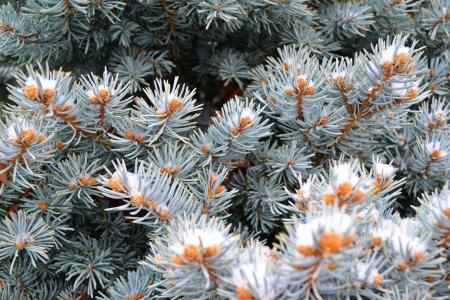 Beautiful coniferous plant in the forest