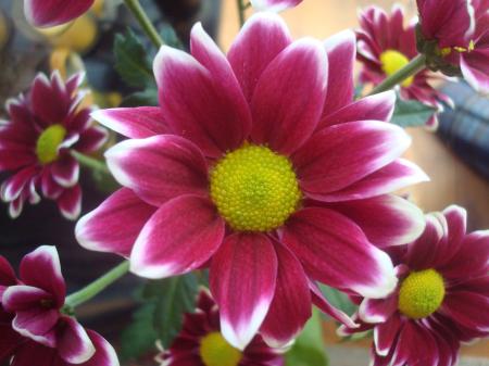 Beautiful flower close-up