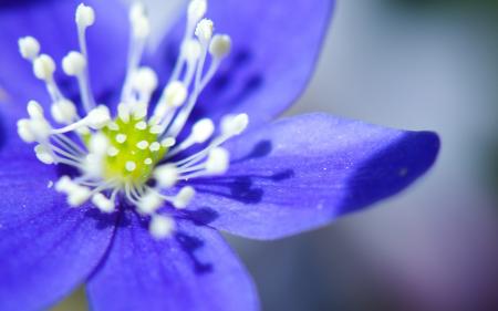 Blue macro flower