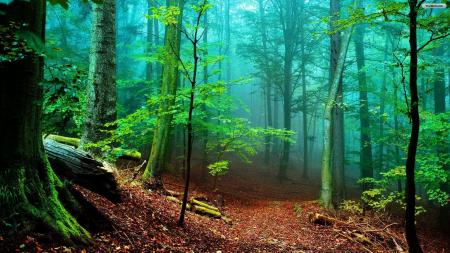 Beautiful Forest