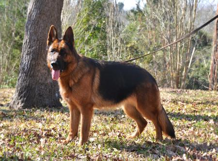 German Shepherd