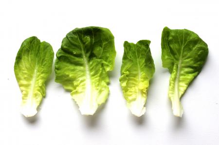 Beautiful homegrown lettuce