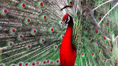 Beautiful Peacock