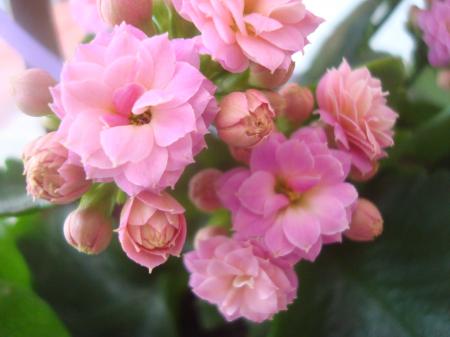 Beautiful pink flowers