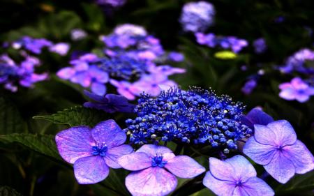 Beautiful Purple Flower
