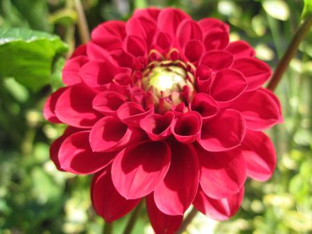 Beautiful red flower