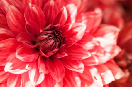 Beautiful Red Flower