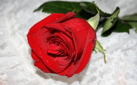 Beautiful Rose