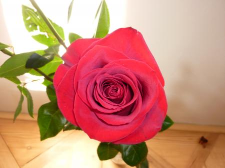 Beautiful Rose in a Vase