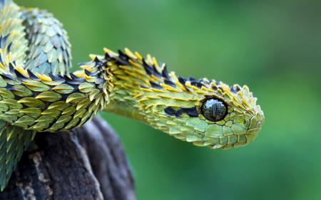 Beautiful Snake