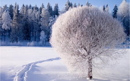 Beautiful White Tree