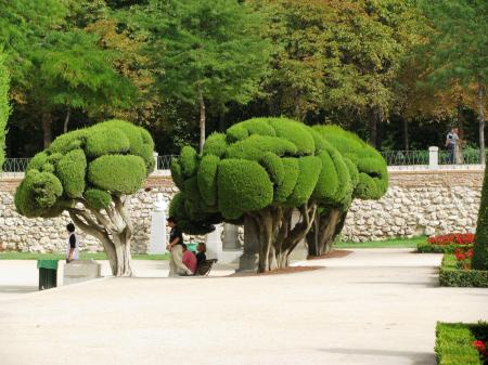 Beautifully shaped cypress trees