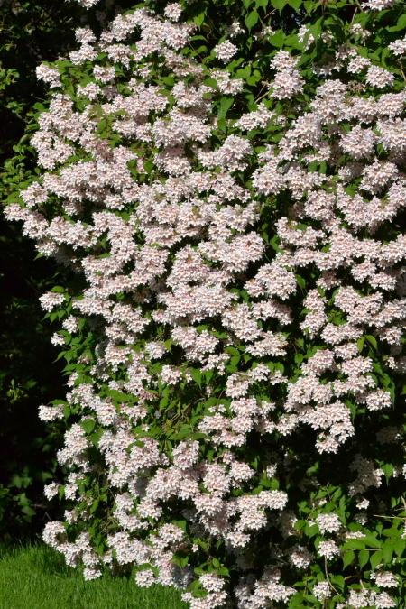 Beauty bush - Kolkwitzia