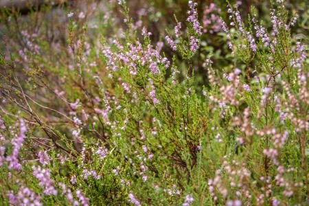 Beauty of forest calmness