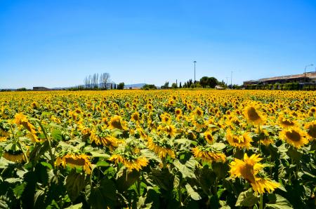 Bed of Sunflowers