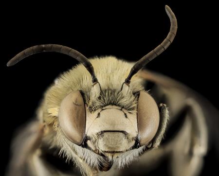 Bee Closeup