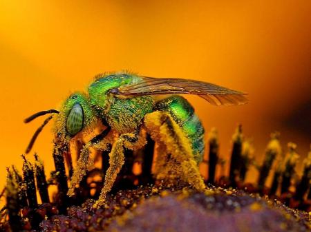 Bee Closeup