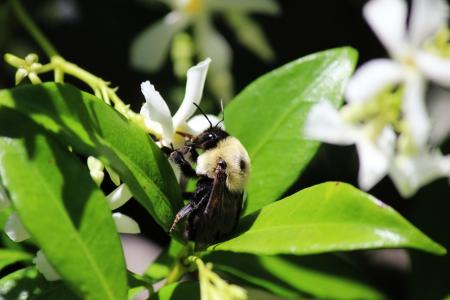 Bee Closeup